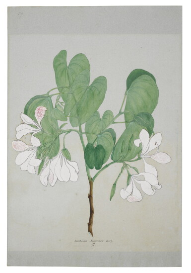 View full screen - View 1 of Lot 103. A BOTANICAL STUDY BY WILHELM SULPIZ KURZ (1834-1878) TOGETHER WITH TWO OTHER STUDIES OF EXOTIC PLANTS | BAUHINIA MONANDRA.