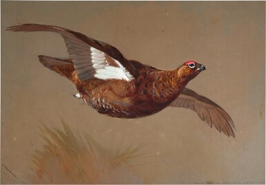 View full screen - View 1 of Lot 748. A grouse in flight.