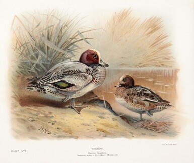 View full screen - View 1 of Lot 154. John Guille Millais | The natural history of the British surface-feeding ducks, 1902.