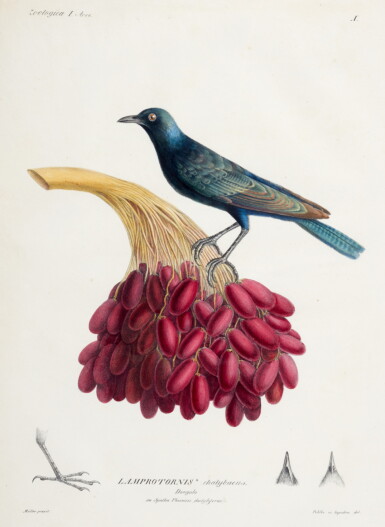 View full screen - View 1 of Lot 108. Hemprich and Ehrenberg | Symbolae physicae seu icones et descriptiones avium, Berlin, 1828, green half morocco.