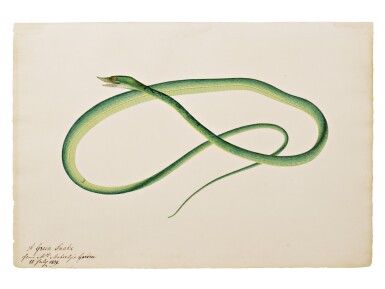 View full screen - View 1 of Lot 2. A green snake, Company School, Madras, dated 25 July 1839.