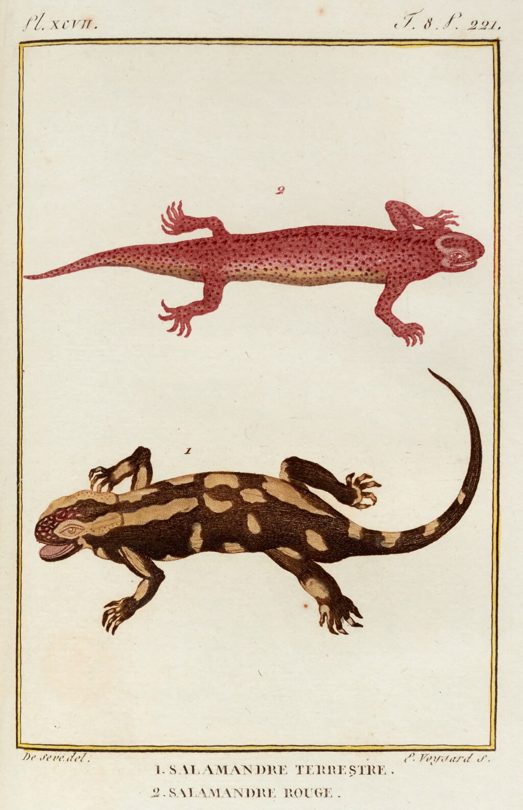 View full screen - View 1 of Lot 285. Georges-Louis Leclerc, comte de Buffon | Histoire naturelle, générale et particuliere... nouvelle edition, 1798-1802, 128 vols, tree calf gilt.