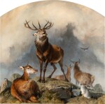 Scene in Braemar – Highland Deer