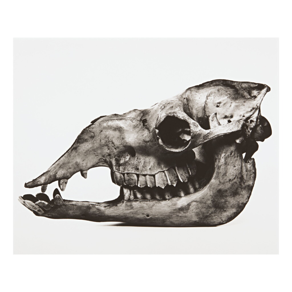 View full screen - View 1 of Lot 220. IRVING PENN | 'CAMEL'.