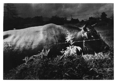 View full screen - View 1 of Lot 225. Untitled.