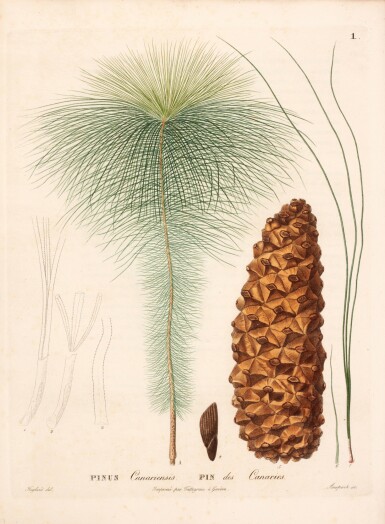 View full screen - View 1 of Lot 289. de Candolle | Plantes Rares du Jardin de Genève, Geneva, 1825, 4 parts in 1 volume, contemporary cloth-backed boards.