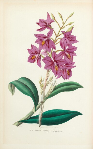 View full screen - View 1 of Lot 445. Paul Émile de Puydt | Les Orchidées, histoire iconographique, Paris, 1880, original red cloth.