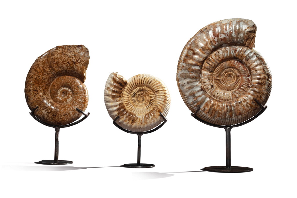 View full screen - View 1 of Lot 107. A GROUP OF THREE AMMONITES.