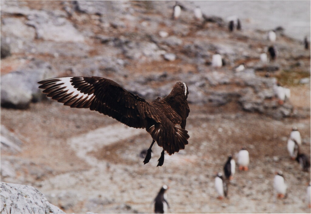 View full screen - View 1 of Lot 1106. Untitled (Bird).