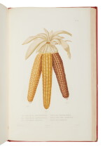 Bonafous, Matthieu | The most authoritative reference on the cultivation of corn
