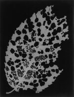 Rayograph (Dead Leaf)