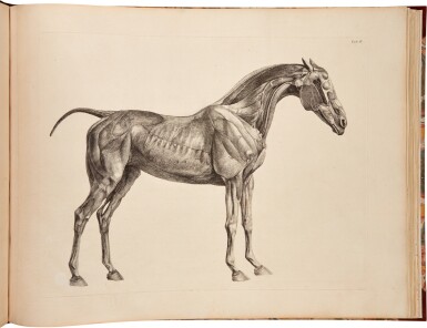 View full screen - View 1 of Lot 82. George Stubbs | The anatomy of the horse. London, 1766, a ground-breaking study of equine anatomy by one of the greatest artists of the eighteenth century.