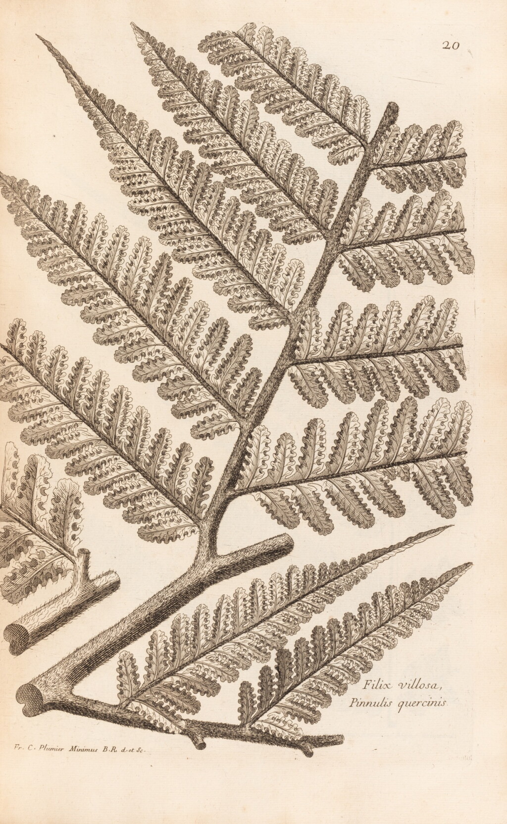 View full screen - View 1 of Lot 39. Traité des fougères de l’Amérique. Paris, 1705. In-folio. Édition originale de l'une des plus belles monographies sur les fougères. .