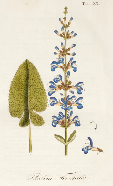View full screen - View 1 of Lot 240. Willdenow | Hortus Berolinensis, Berlin, 1806, half calf.