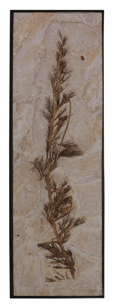 View full screen - View 1 of Lot 12. A RARE FOSSIL PALM STAMEN.