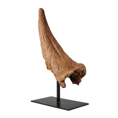 View full screen - View 1 of Lot 8. The Brow Horn of a Triceratops.