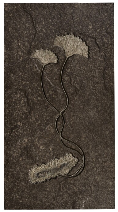 View full screen - View 1 of Lot 31. A Double Sea Lily (Crinoid) Fossil Mural.