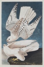 Iceland or Jer Falcon (Plate CCCLXVI)