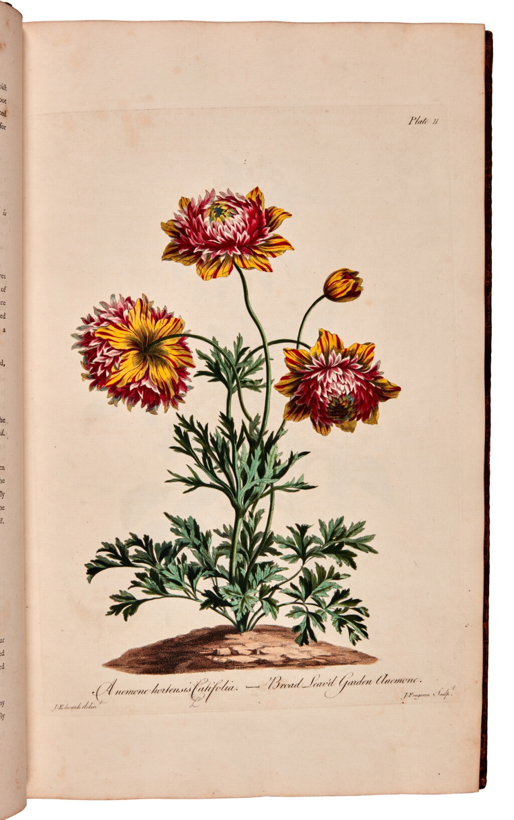 View full screen - View 1 of Lot 10. John Edwards | The British Herbal, 1770, attractive hand-coloured botanical engravings.