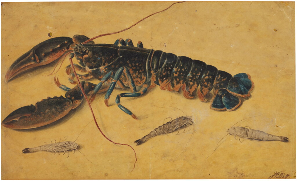 View full screen - View 1 of Lot 255. JAMES SILLETT | STUDY OF A LOBSTER AND SHRIMPS.