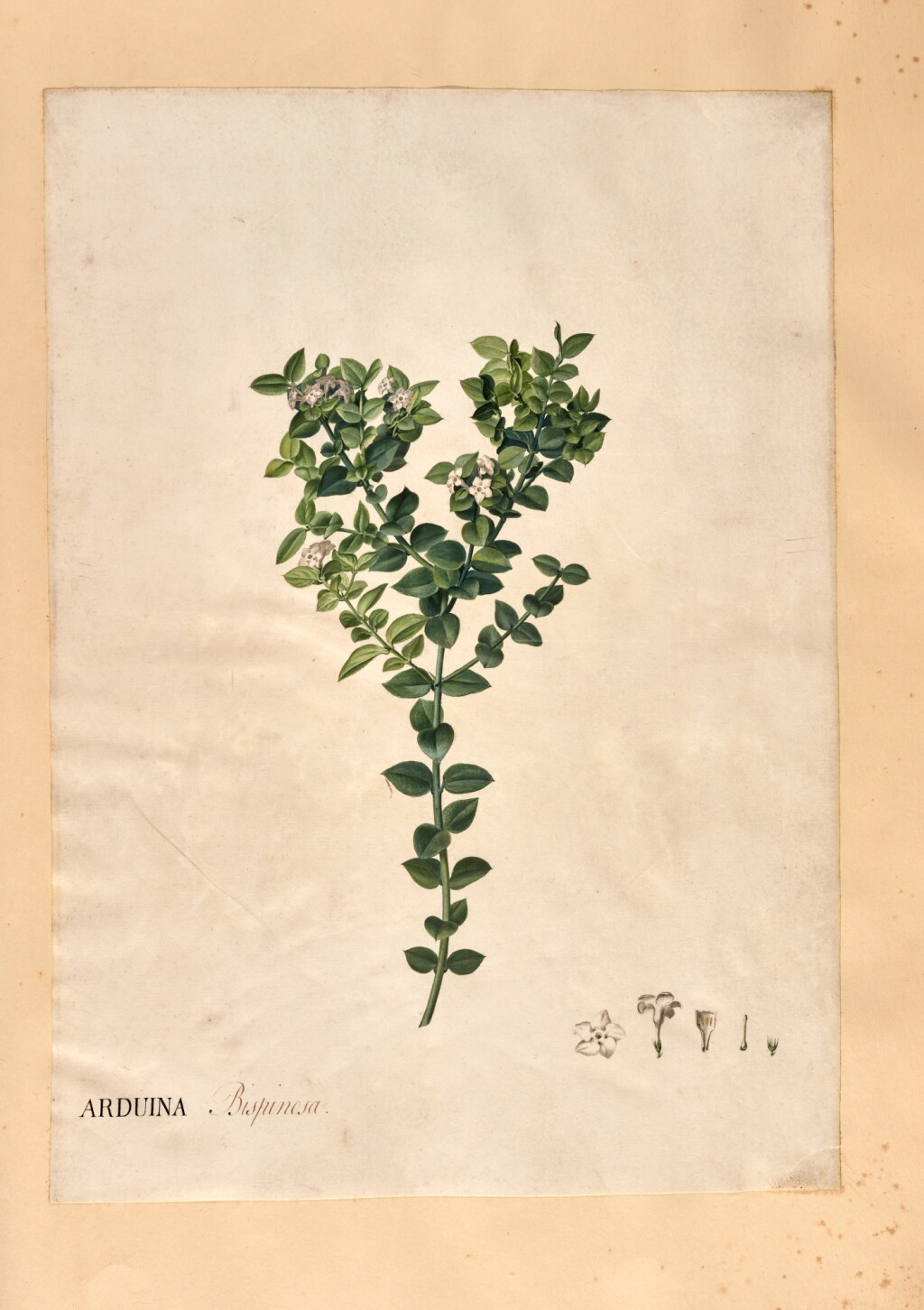 View full screen - View 1 of Lot 482. Simon Taylor | 38 original watercolour drawings of flowers at Kew, late 18th century, red morocco gilt .