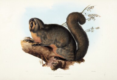 View full screen - View 1 of Lot 98. John Edward Gray | Gleanings from the Menagerie at Knowsley Hall, 1846.