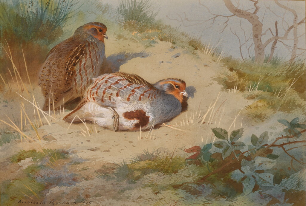 View full screen - View 1 of Lot 610. A pair of Partridge on a sandy bank.