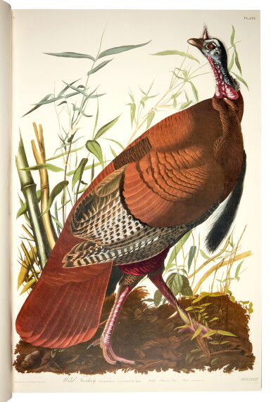 View full screen - View 1 of Lot 4. John James Audubon | The birds of America. Facsimile of the 1827–1838 edition. New York, 1985.