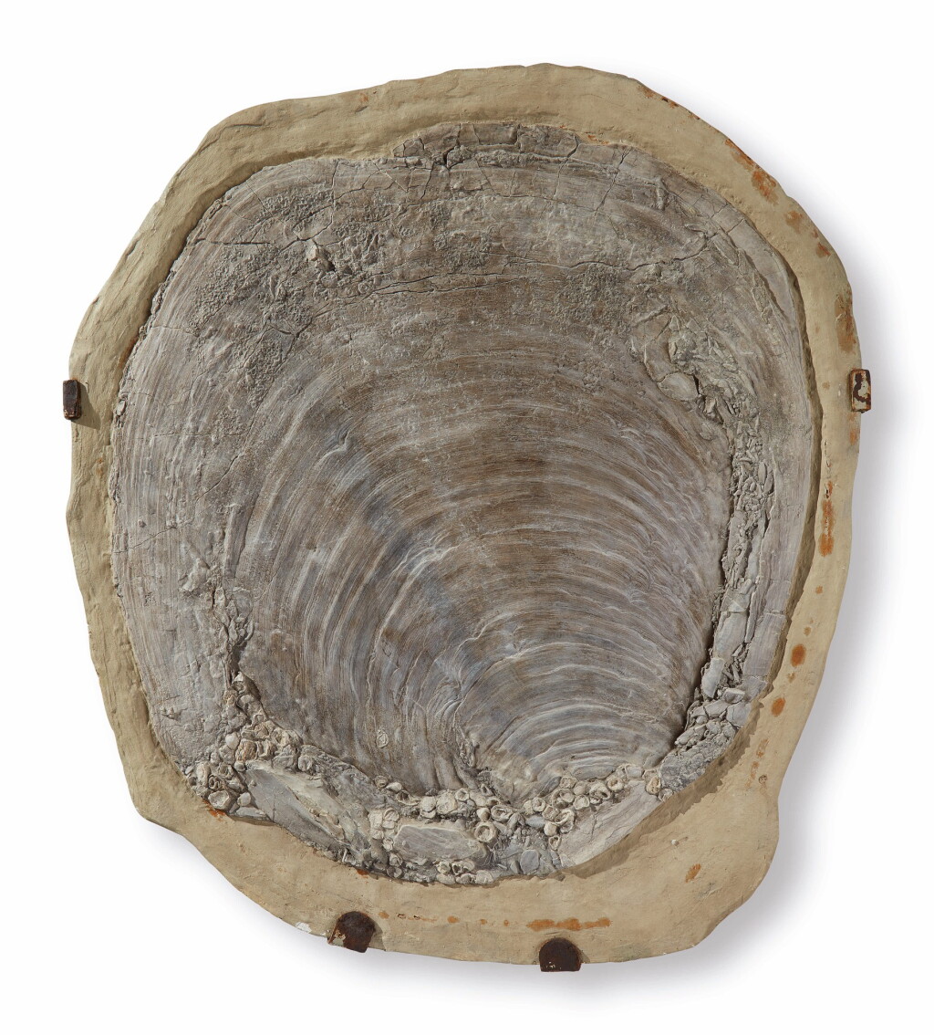 View full screen - View 1 of Lot 52. A LARGE FOSSIL OYSTER SHELL.