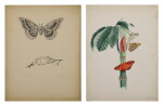HELICONIINAE ON BAMBOO SHOOT | CECROPIA AND COCOON
