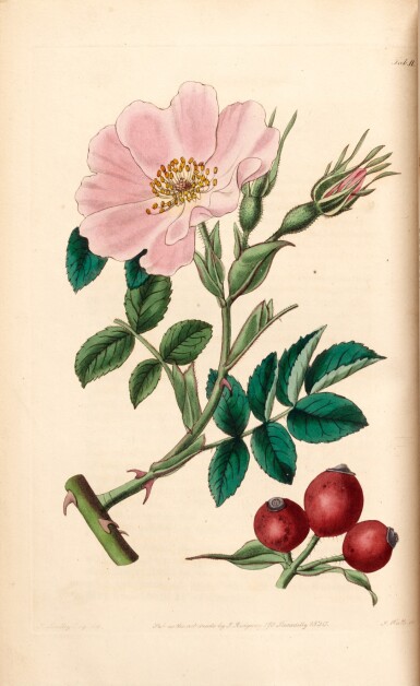 View full screen - View 1 of Lot 414. John Lindley | Rosarium monographia, London, 1820, contemporary red morocco gilt.