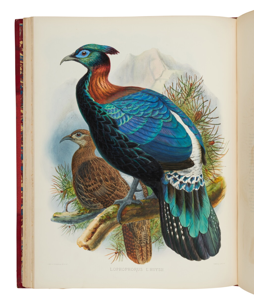 View full screen - View 1 of Lot 20. Elliot, Daniel Giraud | "the same rank as Audubon and Edward Lear as a bird-painter".