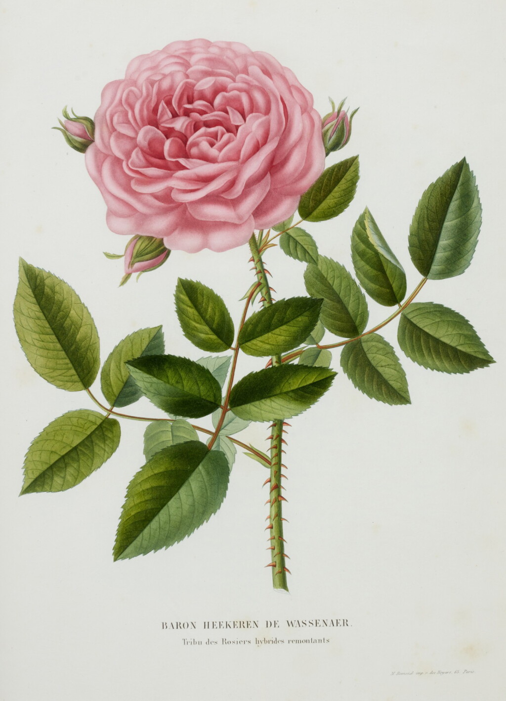 View full screen - View 1 of Lot 168. Victor Paquet and P.C. Rouillard | Choix des plus belles roses, 1845-1854.