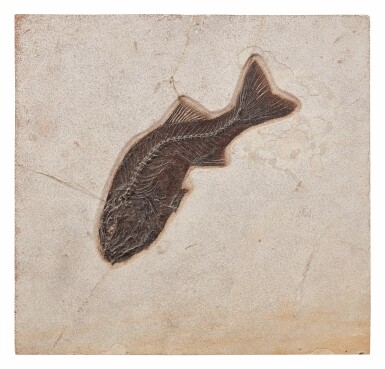 View full screen - View 1 of Lot 36. A PREDATORY FOSSIL PERCH.