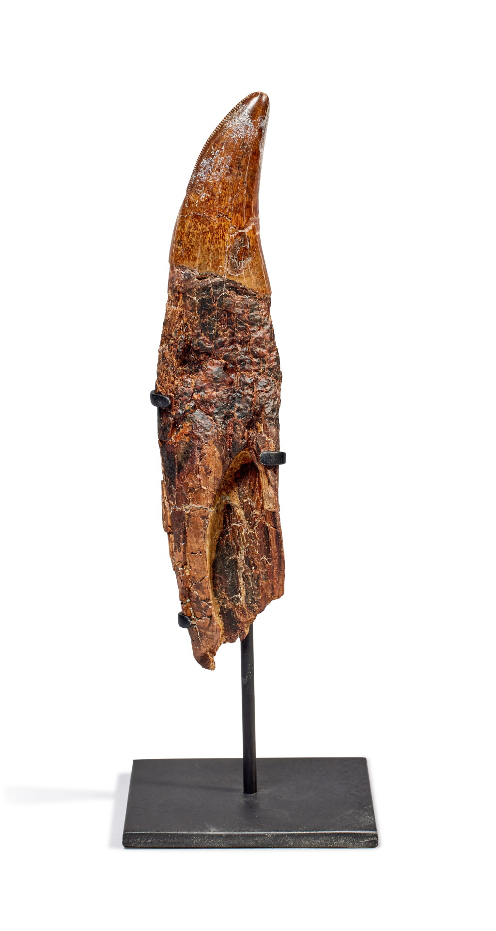 View full screen - View 1 of Lot 202. Tyrannosaurus Rex Complete Rooted Tooth.