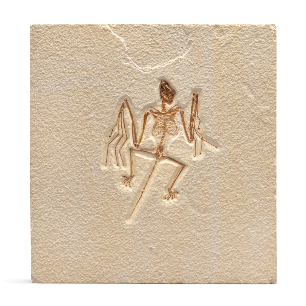 Voir en plein écran - Voir 1 du lot 19. Casting of Important Bat Fossil.