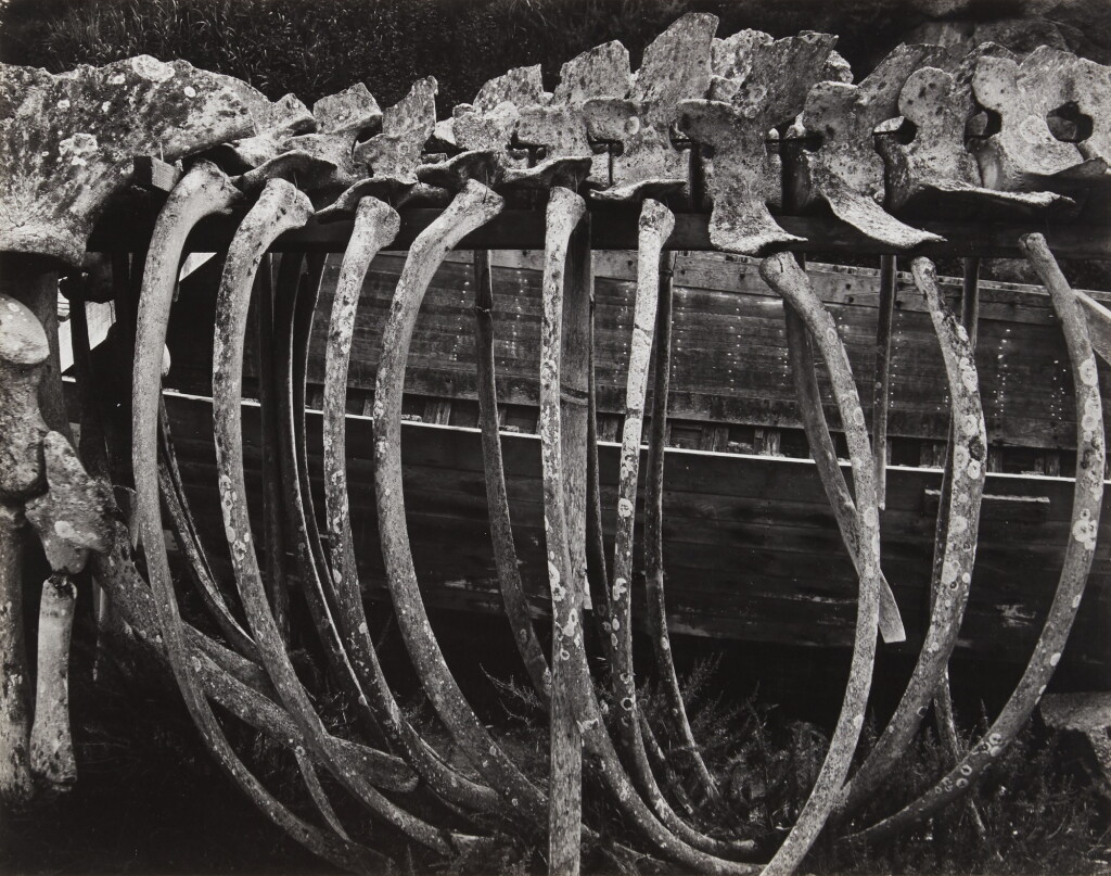 View full screen - View 1 of Lot 153. 'Whale Bones'.