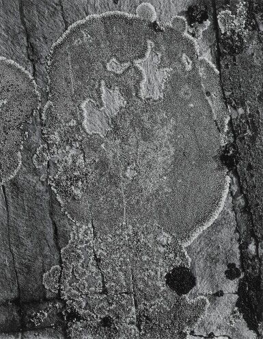 View full screen - View 1 of Lot 93. 'Lichen on Stone, Glacier National Park'.