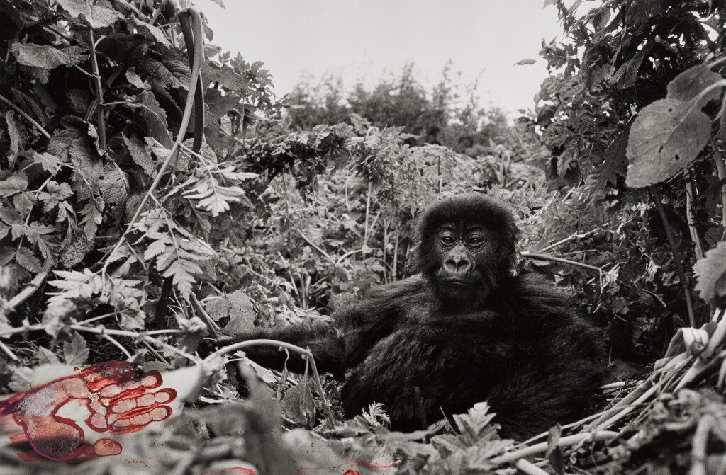 View full screen - View 1 of Lot 78. 'One Year Old Mountain Gorilla, Rwanda,' 1994.
