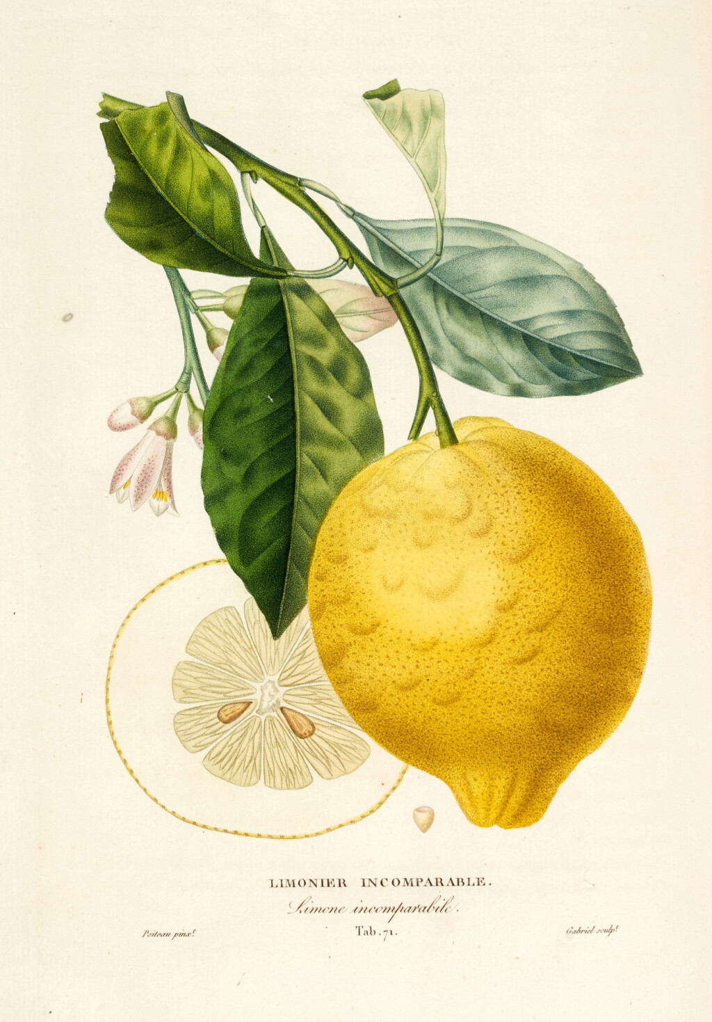 View full screen - View 1 of Lot 185. Joseph Antoine Risso and Pierre Antoine Poiteau | Histoire naturelle des orangers, Paris, 1818.