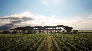 View full screen - View 1 of Lot 815. Matarocchio 2016 Tenuta Guado al Tasso (6 BT).