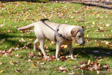 View full screen - View 1 of Lot 1. Stray Dog.