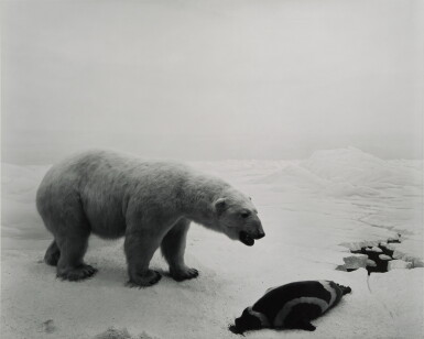View full screen - View 1 of Lot 871. Hiroshi Sugimoto 杉本博司 | Polar Bear 北極熊.