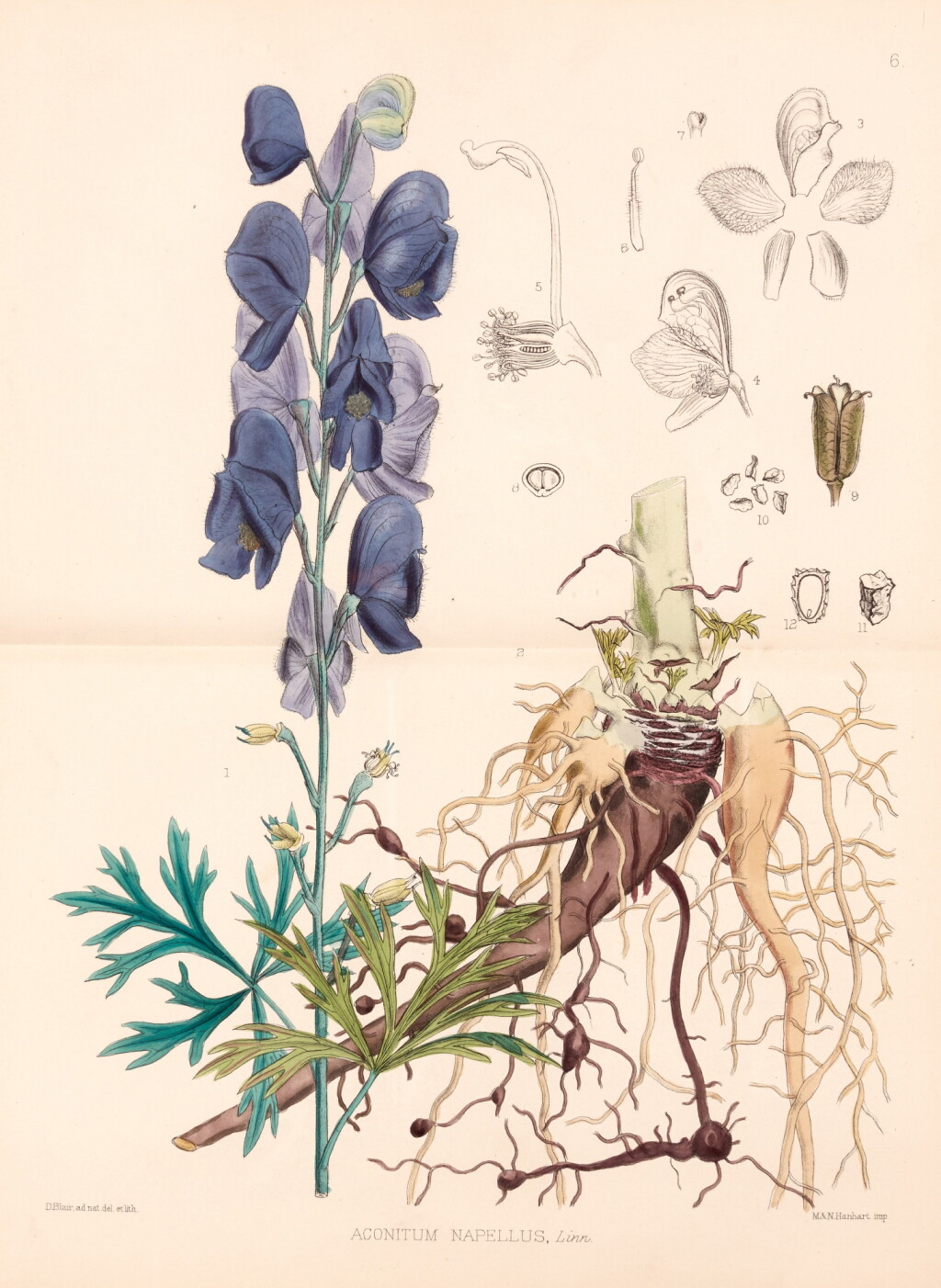 View full screen - View 1 of Lot 263. Robert Bentley and Henry Trimen | Medicinal Plants, London, 1880, 4 vols, contemporary green half morocco.