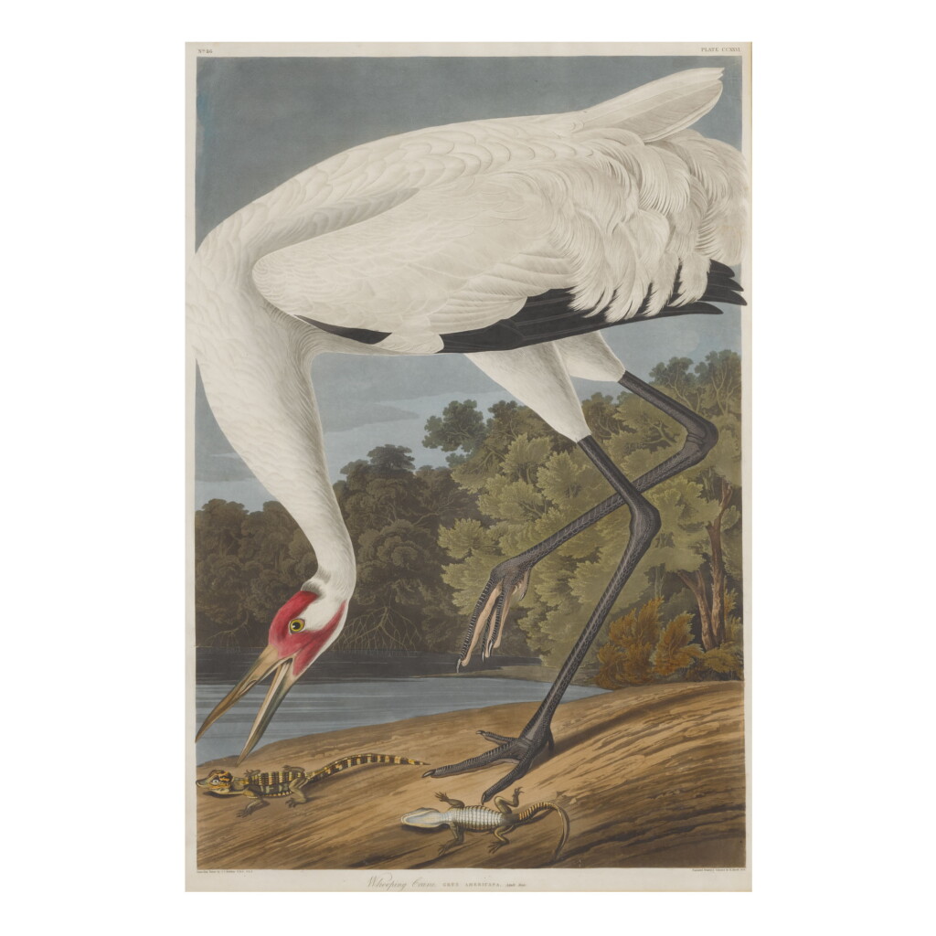 View full screen - View 1 of Lot 1771. JOHN JAMES AUDUBON (AFTER) | HOOPING CRANE (PLATE CCXXVI).