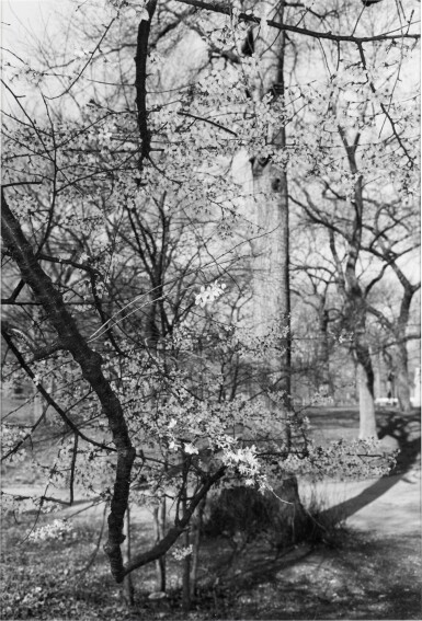 View full screen - View 1 of Lot 1042. Central Park, NYC.
