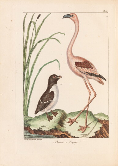 View full screen - View 1 of Lot 24. L'Histoire naturelle... Paris, 1767. In-4. Mar. rouge attr. à Derome. Ex. avec les pl. coloriées..