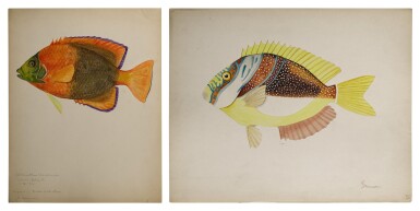 View full screen - View 1 of Lot 11. CLARION ANGELFISH | PARROTFISH .