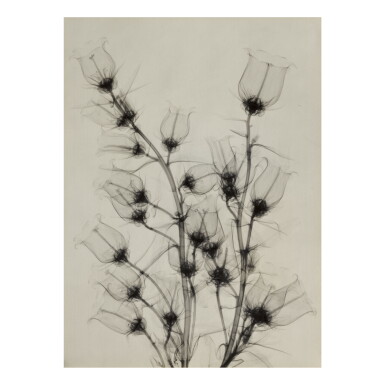 View full screen - View 1 of Lot 55. DR. DAIN L. TASKER | SELECTED IMAGES.