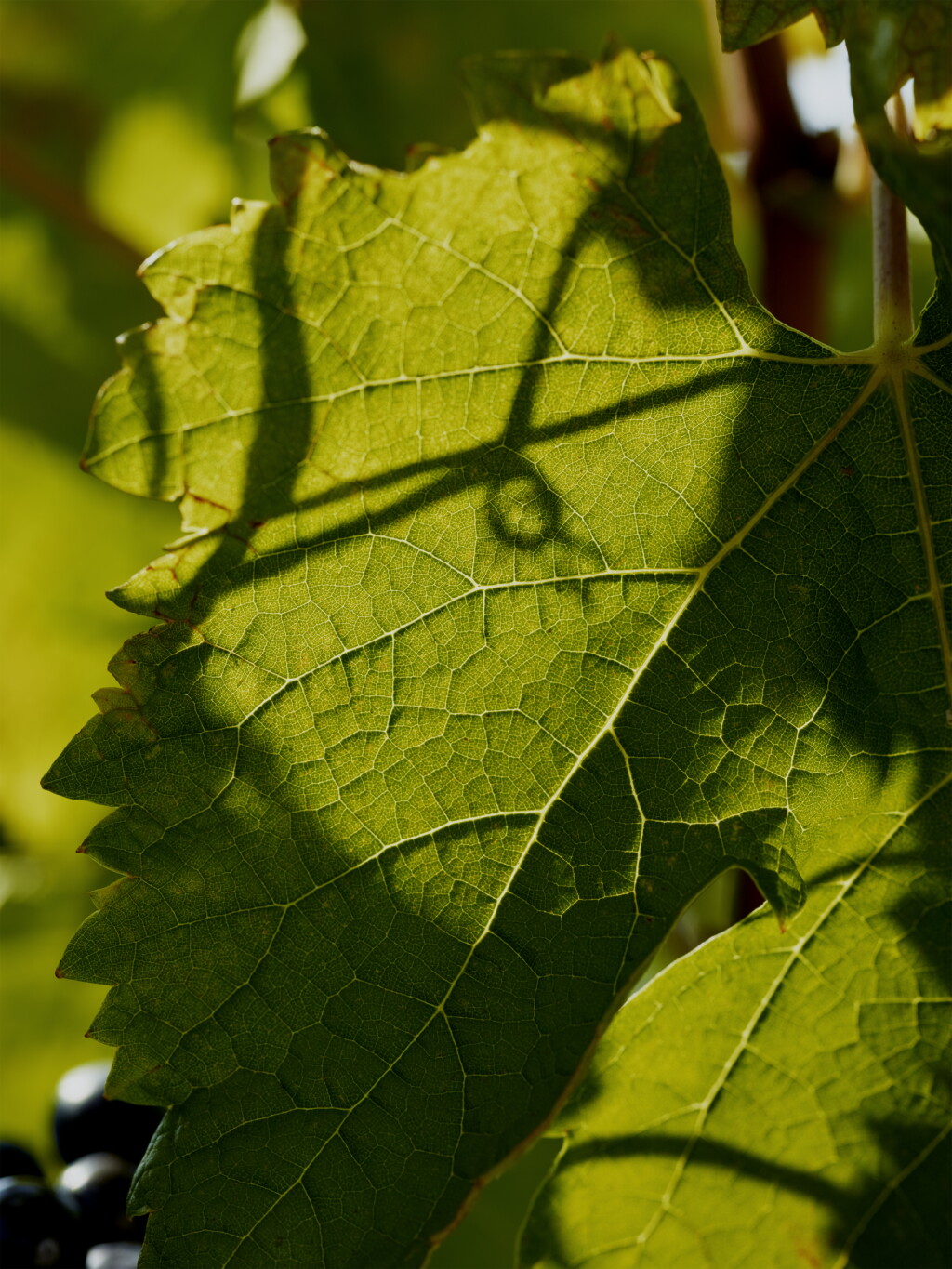 View full screen - View 1 of Lot 738. Musigny 1983 Joseph Drouhin (1 MAG).